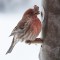 House Finch with unusual pox lesion