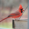 Northern Cardinal male at a tray feeder