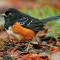 Profile of a Spotted Towhee