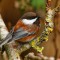 Chestnut-Backed Chickadee in the Cherry Tree