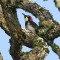 Acorn Woodpecker Framed