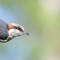 Brown-headed Nuthatch with bands
