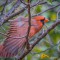 Backyard stretching male Cardinal