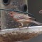 Banded male House Finch