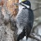 Black-backed Woodpecker (male)
