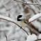 Chickadee waiting for his/her turn  at the feeder