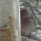 House Finch with apparent head injury