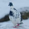 Pigeon Snow Dancing