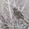 Song sparrow sittin’ on a tree