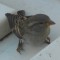 House Sparrow close-up