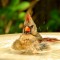 female Northern Cardinal – What a bathing beauty!