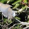 Mourning dove wings