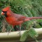 cardinal on our deck