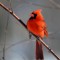 Sunlit cardinal
