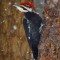 Pileated Woodpecker “Woodrow 2015”
