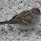 Chipping Sparrow Chills