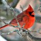 Male Cardinal winter 2014
