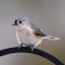 The magical eye of the Tufted Titmouse!