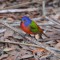 Pretty Painted Bunting