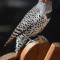 Red-Shafted Northern Flicker