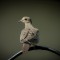 Innocent Mourning Dove