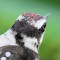 Downy Woodpecker intimate