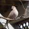 Eurasian Collared Dove on Aspen
