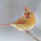 Female Cardinal in Snow Storm
