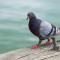 Pigeon Strolling on the Pier