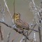 The Unexpected Henslow’s Sparrow