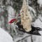 Pileated Woodpecker feeding on suet in a snowstorm