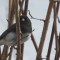 Dark-eyed junco hanging out