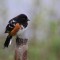 Spotted Towhee  with only one leg.
