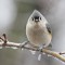 Icy Titmouse
