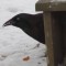 A Grackle in Winter.