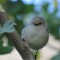 quiet bushtit