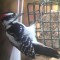 male hairy woodpecker