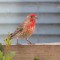 House Finch posing for his closeup