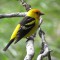 Western Tanager.