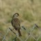 Lincoln’s Sparrow on Fence