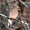 Mourning Dove in the  winter late day light.
