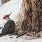 A Pileated Woodpecker and her mess