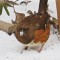 female towhee in the snow