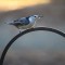 Nuthatch at Sunset