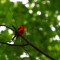 Scarlet Tanager singin’