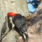 Male Red-bellied Woodpecker feeding its fledgeling.