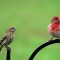 Female and Male House Finch