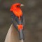 Scarlet Tanager Lookout
