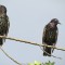 In the right light, Starlings go from boring to royal looking