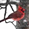 Northern Cardinal in the Snow